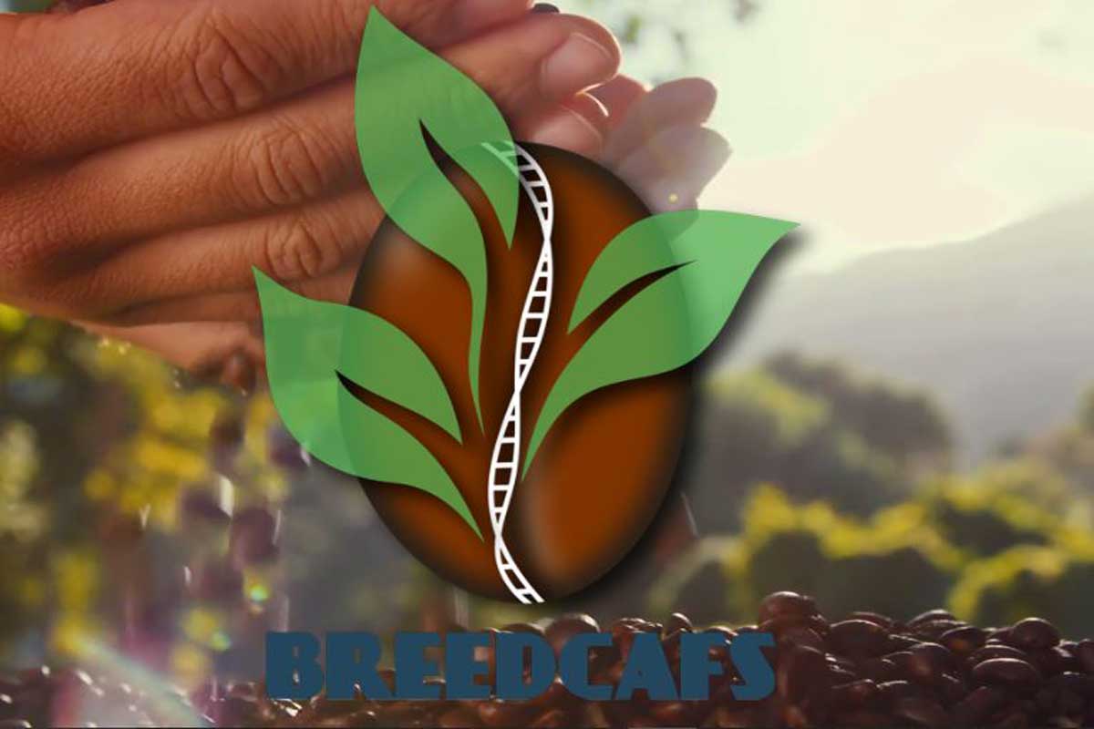 breedcafs european funding division